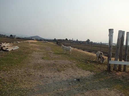 DSCF2454.jpg
